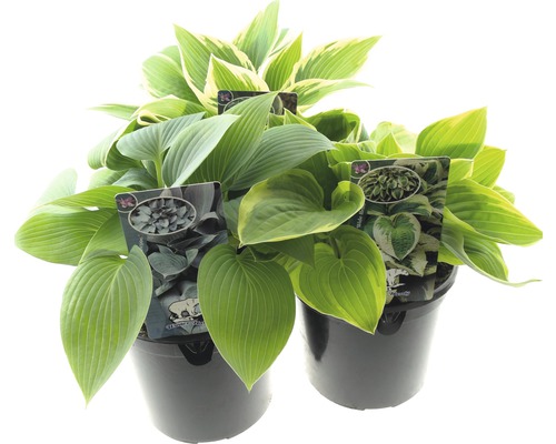 Bohyška FloraSelf Hosta siboldiana výška 25-30 cm květináč 5 l 1 ks, různé druhy