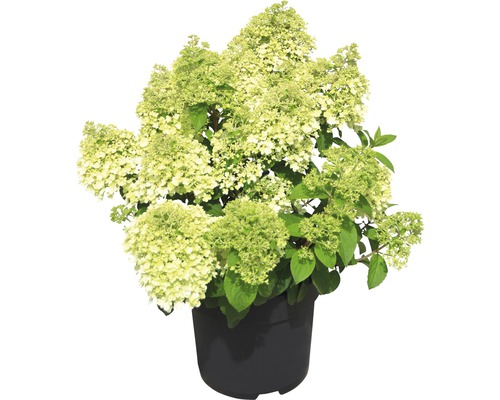 Hortenzie latnatá FloraSelf Hydrangea paniculata 'Bobo'® 50-60 cm květináč 6 l