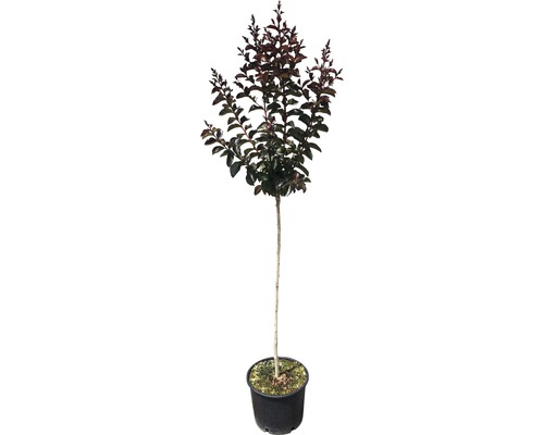 Lagerstroémie, pukol okrouhlolistý polokmen Lagerstroemia indica 'Rhapsody' výška kmene 80-100 cm květináč 7,5 l