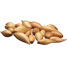 Šalotka k zasazení