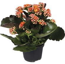 Kalanchoe v květináči