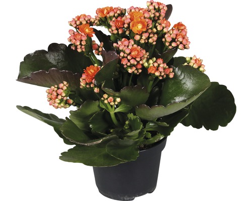 Kalanchoe v květináči