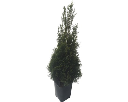 Thuja v květináči