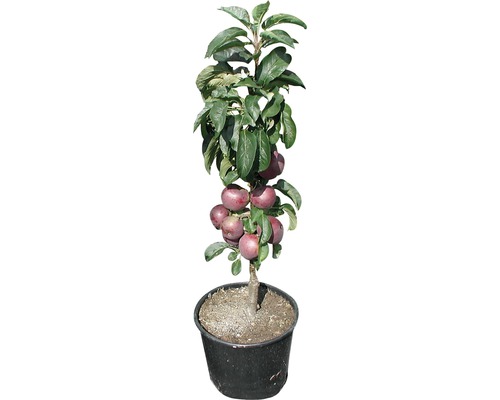 Jabloň v květináči s jablky a listy