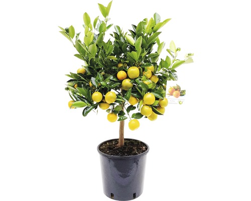 Citrus kalamondin stromkový Citrofortunella mitis květináč Ø 21 cm
