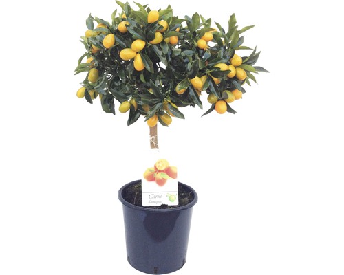 Kumkvat stromkový FloraSelf Citrus japonica květináč Ø 21 cm
