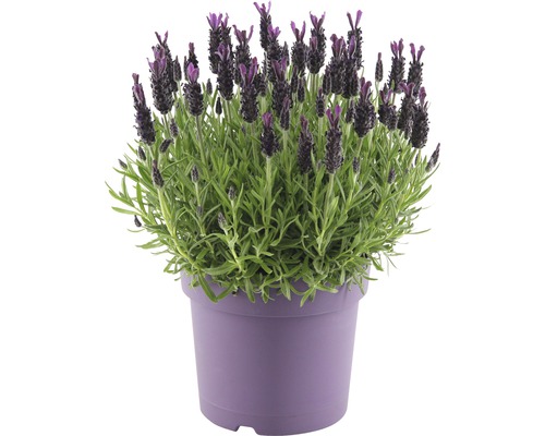 Levandule smilovitá FloraSelf Lavandula stoechas 'Anouk' výška 35-40 cm květináč Ø 19 cm