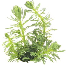 Vodní rostlina s filigránovými listy do akvárií