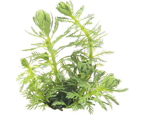 Vodní rostlina Myriophyllum spec. `Guayana` Vodní rostlina s filigránovými listy do akvárií