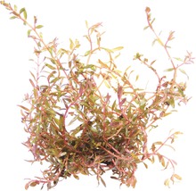 Vodní rostlina Rotala rotundifolia