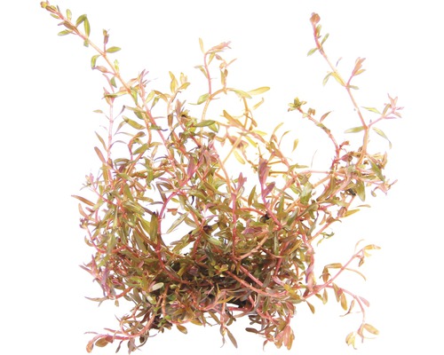 Vodní rostlina Rotala spec. `H`Ra Vodní rostlina Rotala rotundifolia