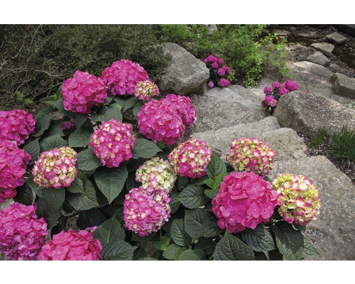 Hortenzie velkolistá Endless Summer® Hydrangea macrophylla 'Summer Love' 20-35 cm květináč 5 l červená