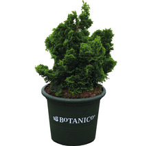 Chamaecyparis obtusa Nana Gracilis v květináči