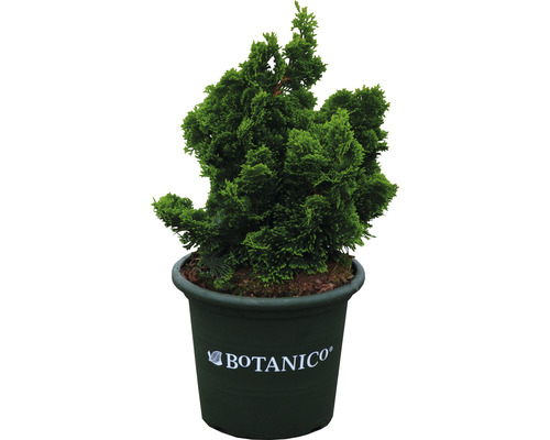 Chamaecyparis obtusa Nana Gracilis v květináči