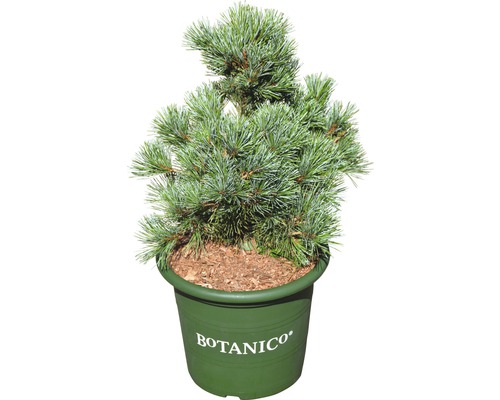 Borovice drobnokvětá Pinus parviflora 'Negishi' 30-40 cm květináč 6 l