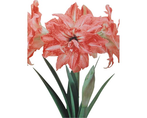 Amarylis, hvězdník FloraSelf Hippeastrum výška 20-30 cm květináč Ø 13 cm 1 květ Amarylis s pruhovanými květy