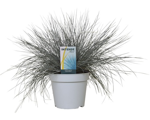 Sveřep v květináči