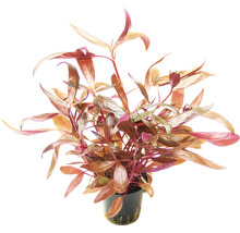 Vodní rostlina Rotala rotundifolia v květináči