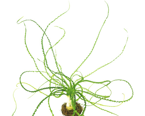 Vodní rostlina Crinum calamistratum Kadeřavá valisnerie akvarijní rostlina