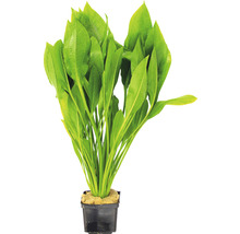 Akvarijní rostlina v květináči