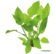 Dennerle Echinodorus cordifolius akvarijní rostlina