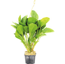 Šípatka srdcolistá v květináči pro akvária