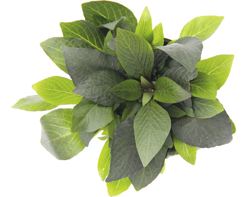 Vodní rostlina Hygrophila corymbosa Kompakt Hortenzie s zelenými listy shora
