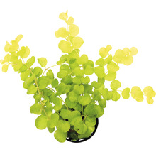 Zelená rostlina Lysimachia nummularia v květináči