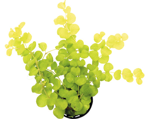 Vodní rostlina Lysimachia nummularia aurea Zelená rostlina Lysimachia nummularia v květináči
