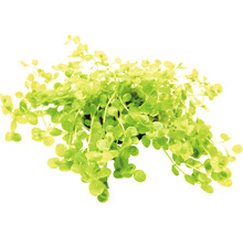 Pilea rozlezlá v květináči