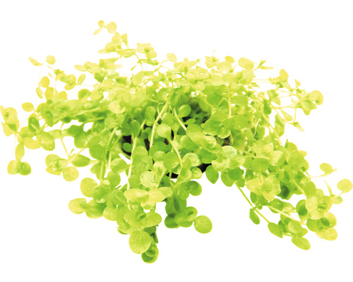 Vodní rostlina Micranthemum umbrosum Pilea rozlezlá v květináči