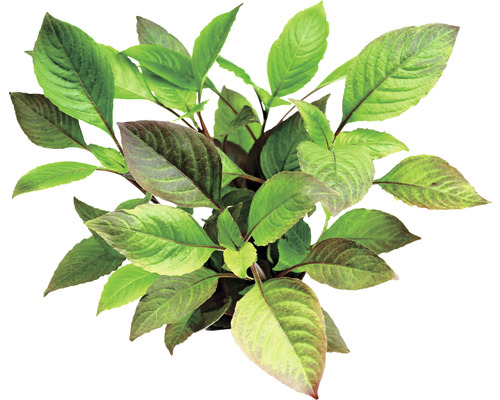 Mokřanka vzpřímená Hygrophila corymbosa Pohled shora na pokojovou rostlinu se zelenými listy