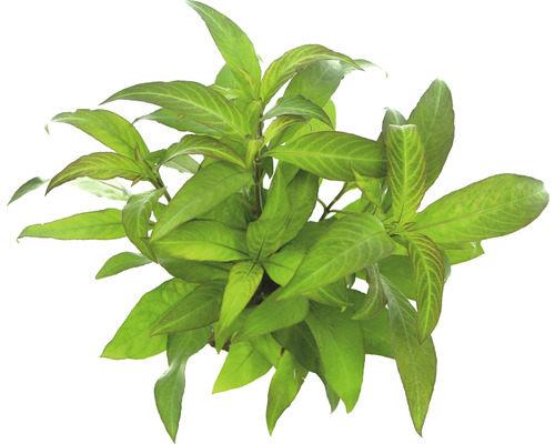 Mokřanka Hygrophila corymbosa ´Stricta´ Vodnoídrážďka rostlina s listy