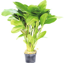 Rostlina Echinodorus v květináči