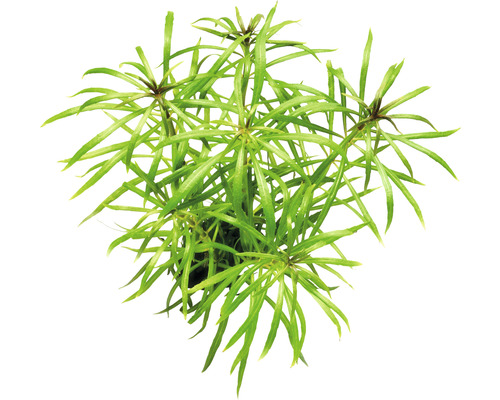 Vodní rostlina Pogostemon stellatus spec. Hvězdnatec trnitý rostlina pro akvária