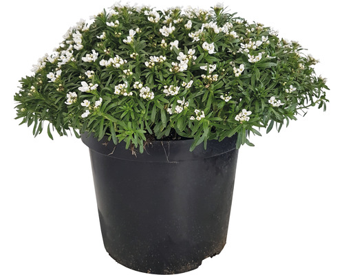 Štěničník vždyzelený FloraSelf Iberis sempervirens 'Fischbeck' 5-20 cm květináč 5 l