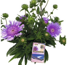Stokésie FloraSelf Stokesia laevis 'Mega Mels'® 10-60 cm květináč Ø 27 cm