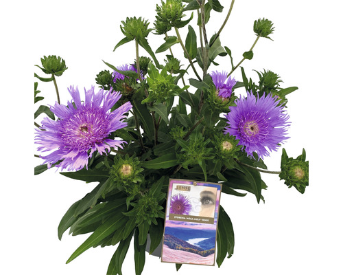 Stokésie FloraSelf Stokesia laevis 'Mega Mels'® 10-60 cm květináč Ø 27 cm