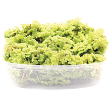 Azolla v průhledném plastovém obalu