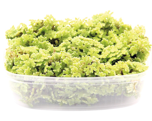Vodní rostlina Azolla filiculoides Port. Azolla v průhledném plastovém obalu