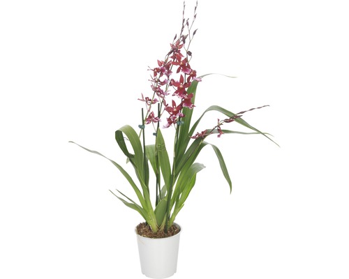 Orchidej Cambria FloraSelf Cambira 'Barocco' výška 45-60 cm Ø květináče 12 cm 4 výhony