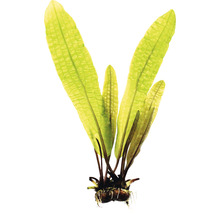 Detail rostliny jávského kapradí