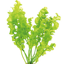 Akvarijní rostlina Šípatka