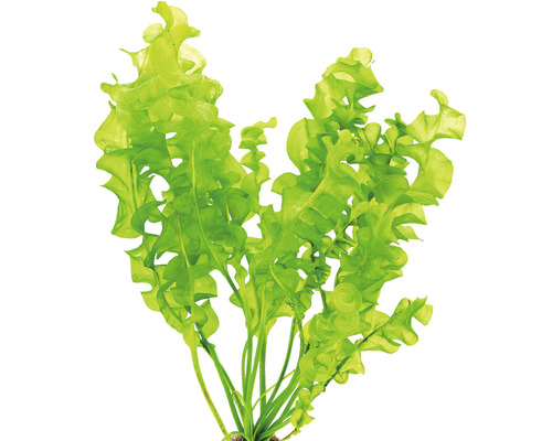 Aponogeton ulvaceus KN Akvarijní rostlina Šípatka