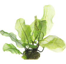 Aponogeton madagascariensis okénkový list akvarijní rostlina