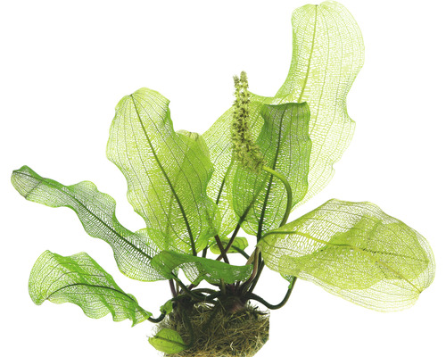 Aponogeton madagascariensis Aponogeton madagascariensis okénkový list akvarijní rostlina