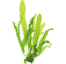 Vlnitý jávský kapradina pro dekoraci akvárií