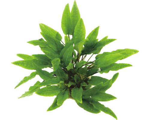 Kryptokoryna zelená Cryptocoryne wendtii Akvarijní rostlina se zelenými listy shora