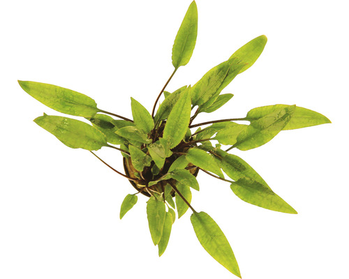 Kryptokoryna Cryptocoryne lutea Rostlina v květináči s dlouhými, špičatými listy