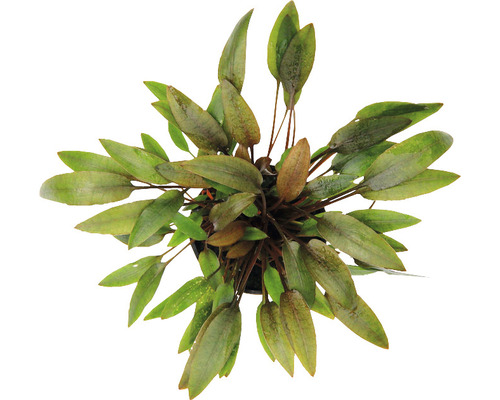 Kryptokoryna hnědá Cryptocoryne wendtii C 421 Akvarijní rostlina v květináči, pohled shora